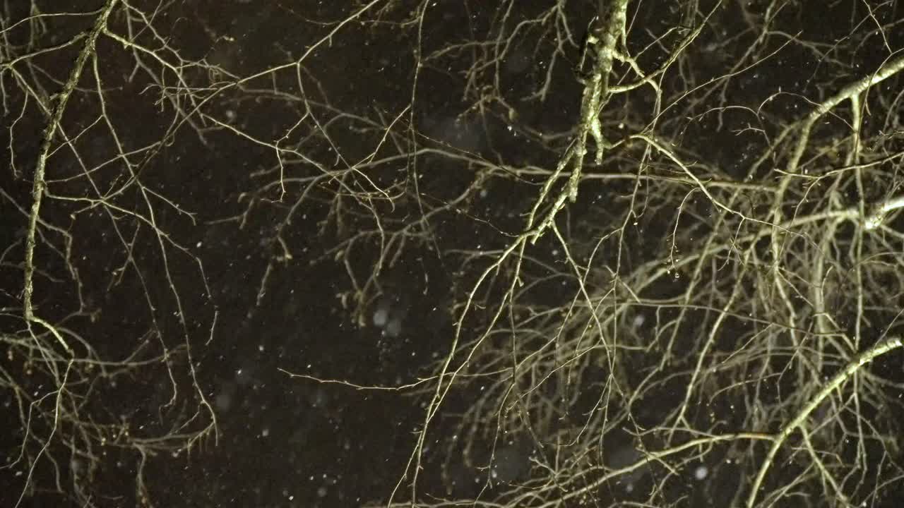 Snowfall on the dark sky, shining lamp on the trees, light on a cold evening, night, snowy winter, looking up, snowflakes, background, copy space