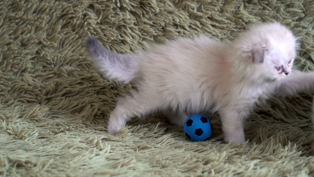 Un piccolo gattino bianco e carino che gioca a calcio.