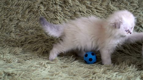 small cute white kitten playing at football