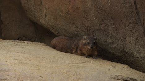 marmot laying under a rock calmly