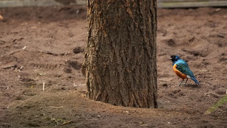 Der-Dreifarbige-Star-Taucht-Hinter-Einem-Dicken-Baum-Hervor