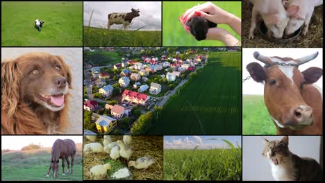collage of farm in the countryside livestock collage of farm in the countryside livestock multiscreen agriculture