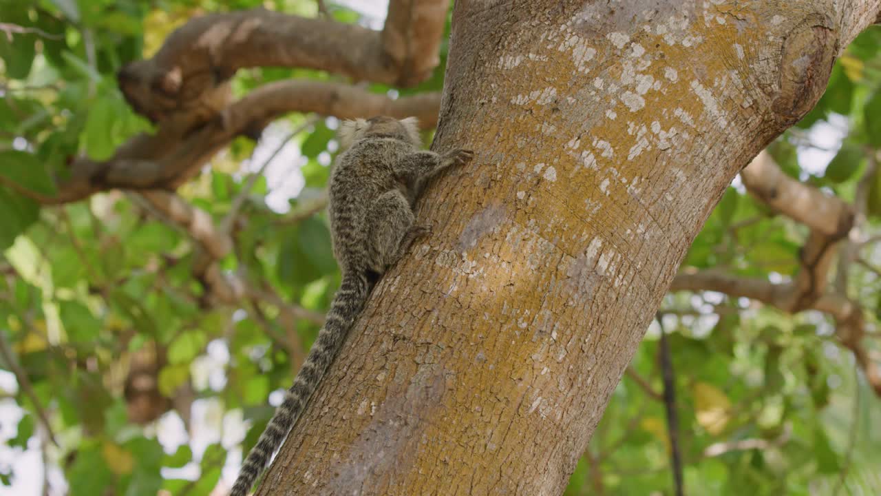 toma de seguimiento en cámara lenta de dulce mono capuchino trepando a un árbol en brasil