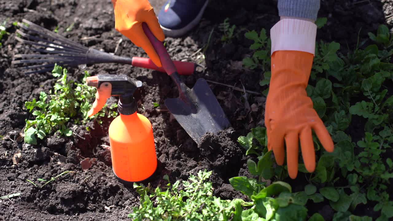 Manos de jardineros plantando y recogiendo vegetales del jardín trasero. El jardinero con guantes prepara el suelo para las plántulas.