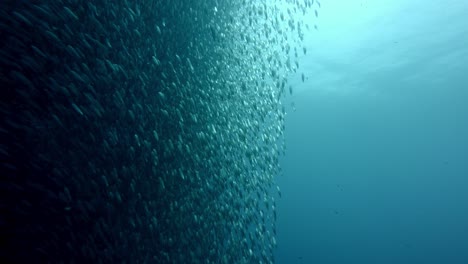 huge sardine school, forming a bait ball with millions