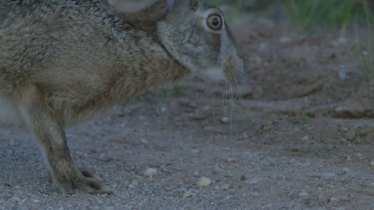 Wild hare running and eating on the road slow motion with big eyes