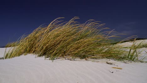 hierba que crece en una duna de arena blanca cerca de la ventosa costa de cerdeña, italia