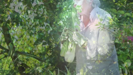 animación de árboles sobre una mujer caucásica mayor recogiendo verduras en el jardín