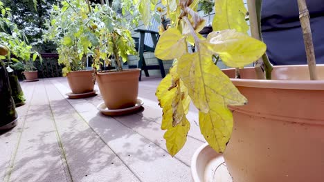 Hojas-Muertas-En-La-Planta-De-Tomate-Enferma