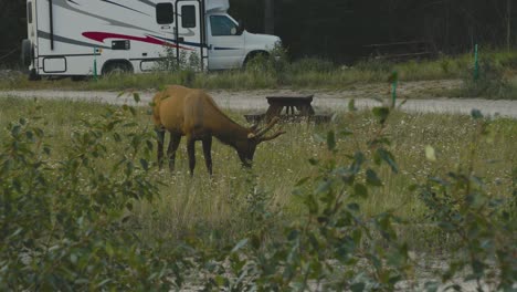 A-lonely-elk-are-eating-at-a-public-campsite-in-Jasper-National-Park,-in-the-country-of-Canada,-during-summer-season