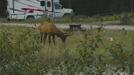 a lonely elk are eating at a public campsite in jasper national park, in the country of canada, during summer season