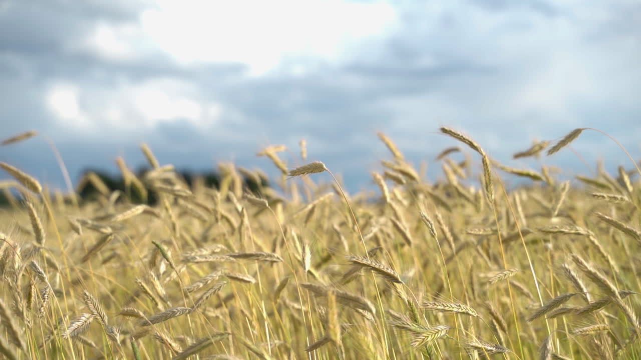 Field of ripening wheat in wind. Medium slow motion shot.