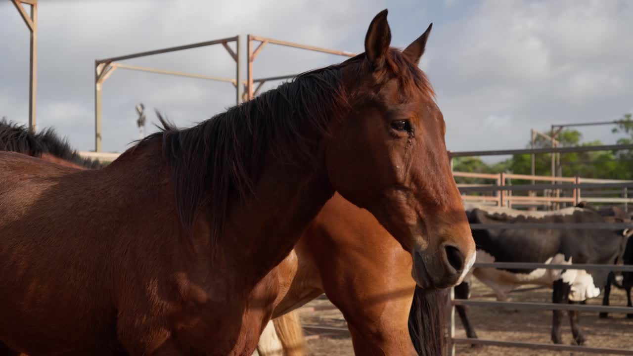 animales en corral temporales durante un evento de rodeo en el interior de australia remota