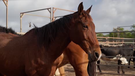 animals in temporary pens during an outback rodeo event in remote australia