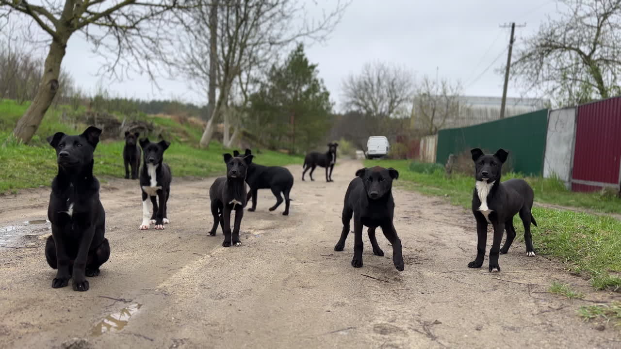 Cute big puppies on the village road. A pack of stray dogs of similar size and color walking by the street. Hungry scared pups waiting for food.