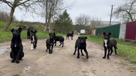 cute big puppies on the village road. a pack of stray dogs of similar size and color walking by the street. hungry scared pups waiting for food.