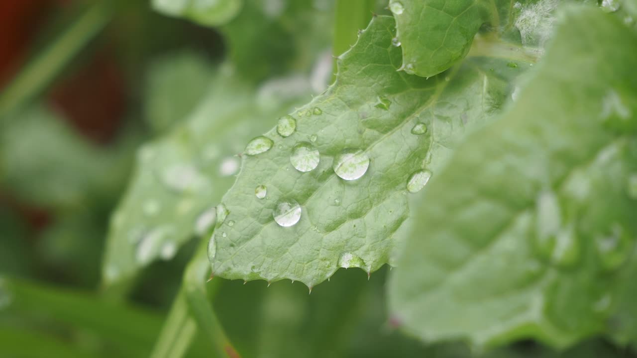 잎 위 에 물방울 이 떨어지는 것