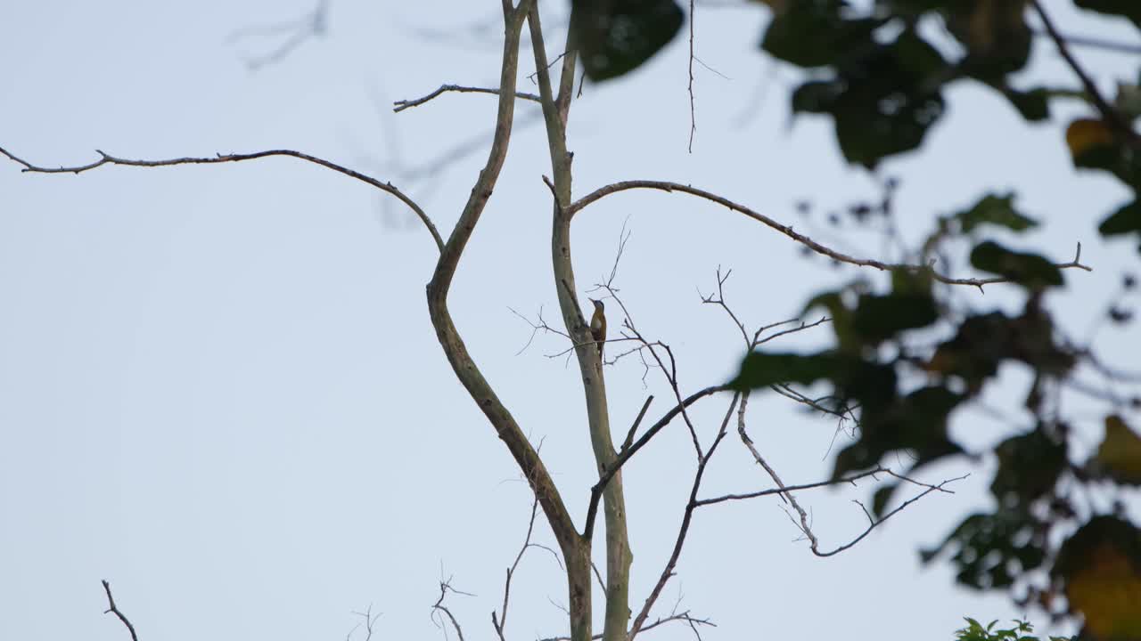 회색 머리 딱따구리 picus canus, kaeng krachan 국립 공원, 태국의 나무 껍질을 빠르게 쪼아 바쁘다