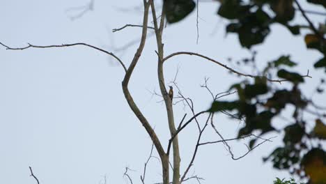 Ocupado-Picoteando-Rápidamente-En-La-Corteza-Del-árbol,-Pájaro-Carpintero-De-Cabeza-Gris-Picus-Canus,-Parque-Nacional-Kaeng-Krachan,-Tailandia