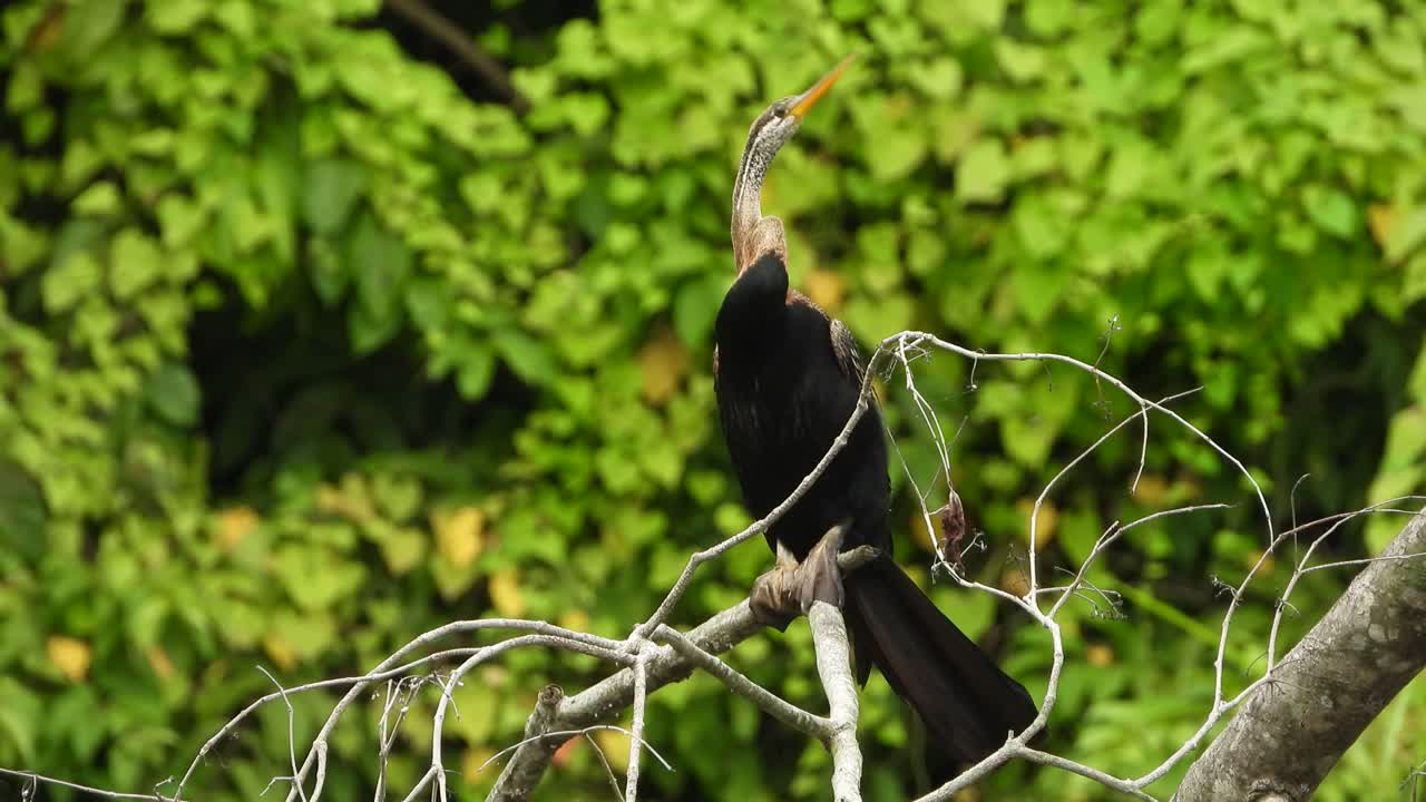 anhinga escalofriante en el árbol uhd mp4