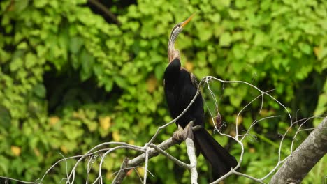 Anhinga-Chillt-Auf-Baum-Uhd-Mp4