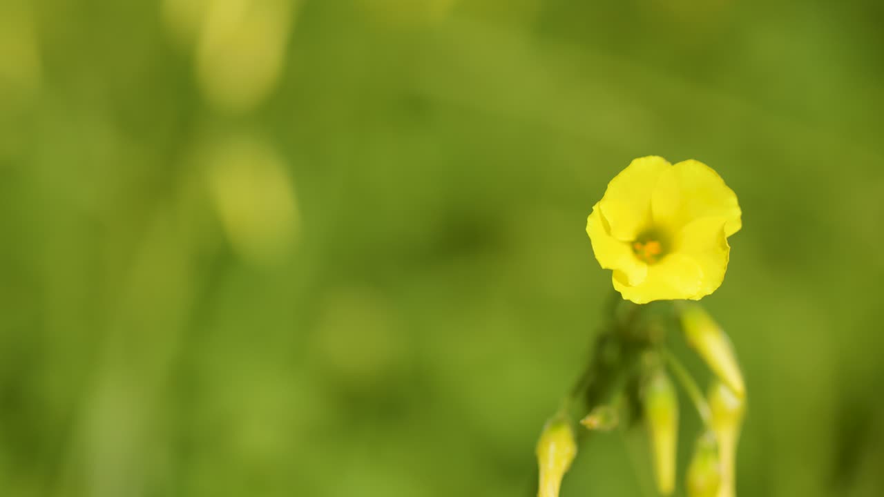 Yellow Oxalis wildflower sways gently outdoors, macro close-up, soft natural daylight, shallow focus