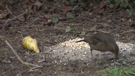 mirlo hembra comiendo y picoteando una pera fresca en un jardín delantero