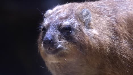closeup view of a rock hyrax chewing its food inside the zoo - closeup shot