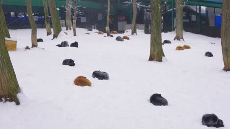 4k many foxes sleeping in the snow of zao kitsune mura fox village in japan
