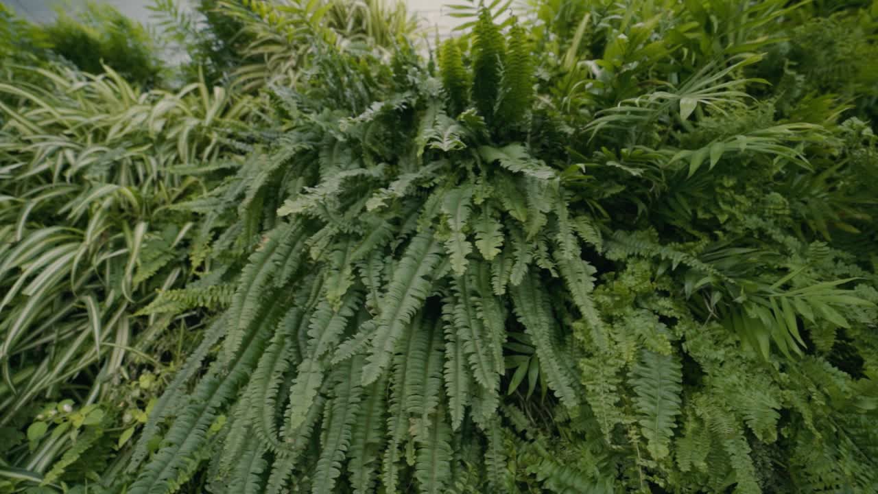 Slow zoom out shot of green fern plants in nature,close up