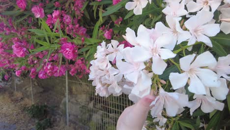 woman's hand touches the beautiful nerium oleander flowers