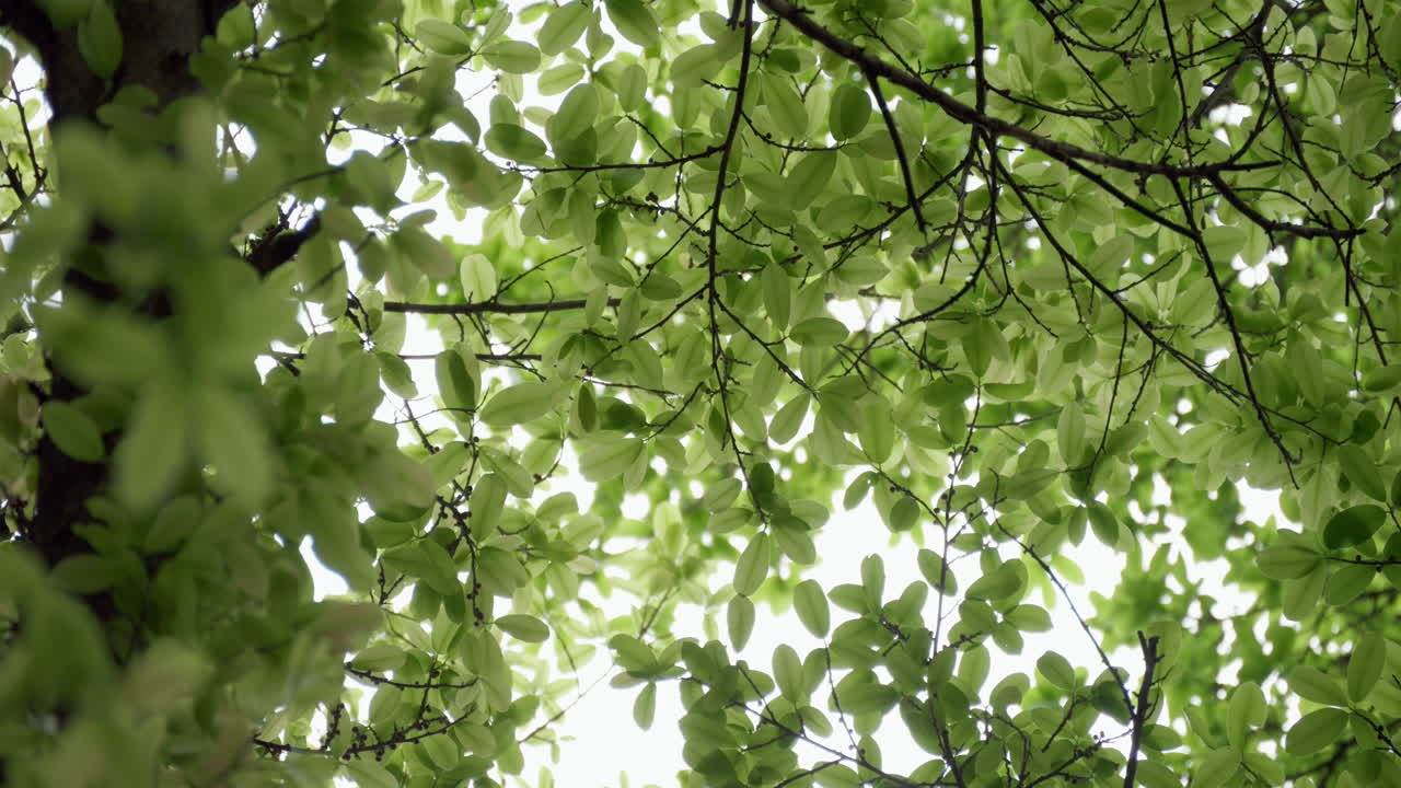 Close-up of vibrant green leaves branching out in nature, illuminated by sunlight filtering through, gently swaying in the breeze, creating a serene and tranquil atmosphere.