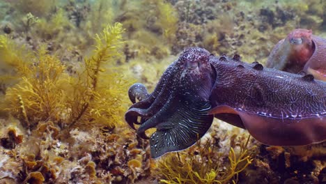 Riesige-Australische-Tintenfische-Sepia-Apama-Migration-Whyalla-Südaustralien-4k-Zeitlupe,-Paarung,-Eier-Legen,-Kämpfen,-Aggregation,-Unter-Wasser