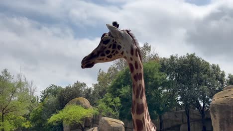 Close-up-view-of-the-head-and-long-neck-of-a-giraffe-in-a-savannah-landscape