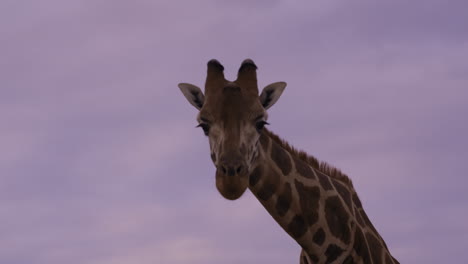 jirafa adolescente camina hacia la cámara con nubes azules púrpuras en el fondo-centro enmarcado