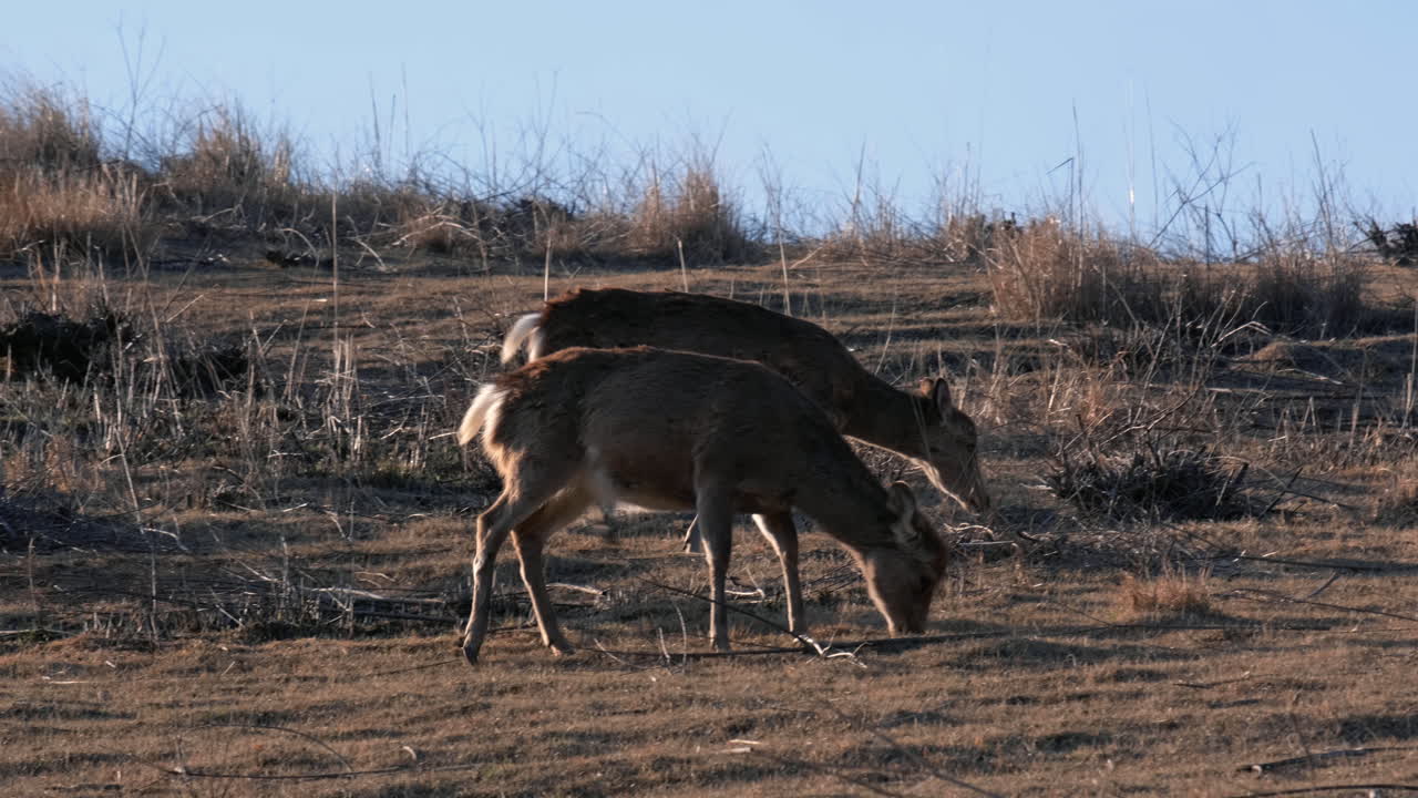 A flock of deer grazing on a green grass field