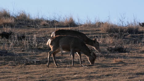 a flock of deer grazing on a green grass field