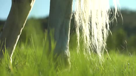 close up shot of a horse's tail while he grazes on some fresh green grass in 50fps