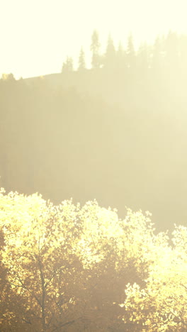 autumn landscape: golden trees and sunlight