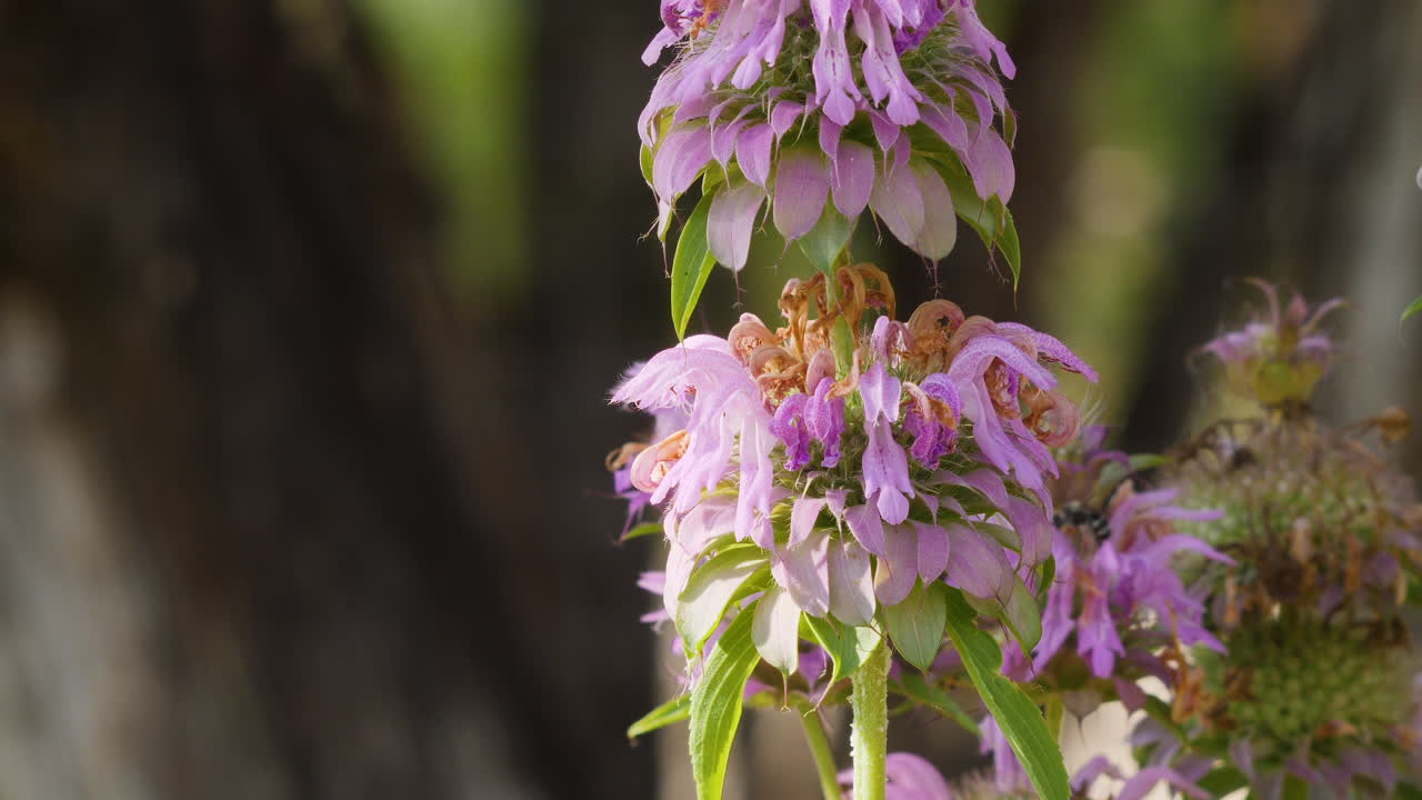 una abeja colecta polen de flores silvestres de menta púrpura en cámara lenta