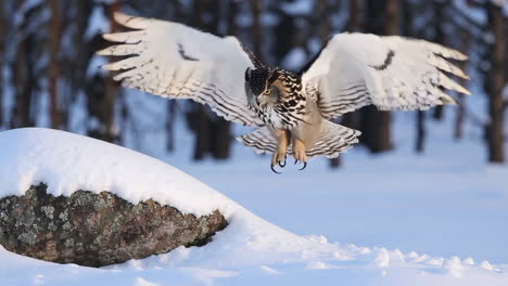 an owl in flight over a snow-covered landscape