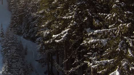 View-from-a-ski-lift-to-coniferous-trees-in-a-line-covered-with-snow