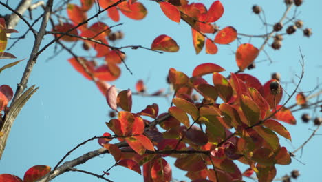 low angle tracking shot looking up at colorful red autumn foliage against blue sky