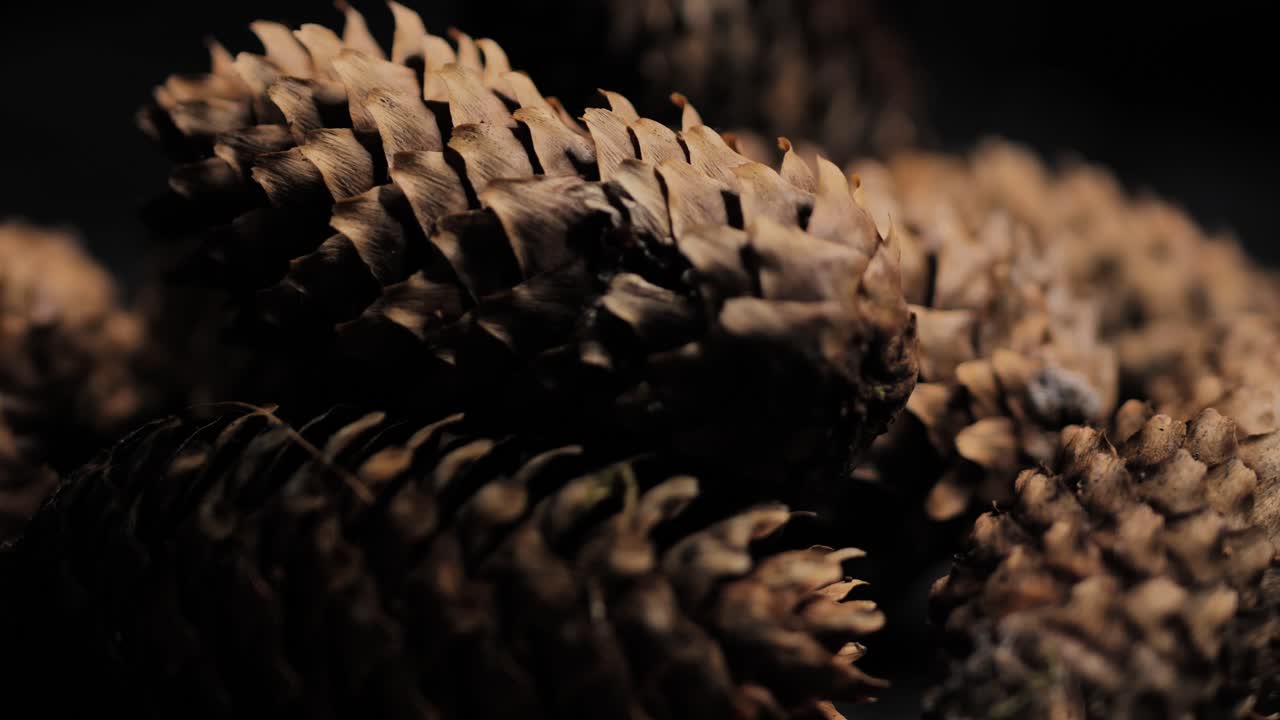 A rotating studio base displays pine cones in flickering light, shadow dancing