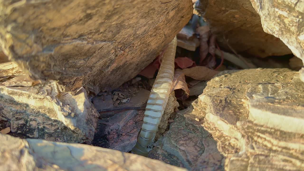 closeup of snake skin shedded in natural environment