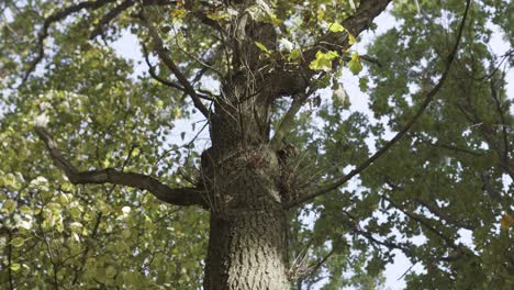 treetop view of a large oak tree in autumn