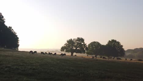 silhouette of a herd of red deer grazing in the early morning low sunlight