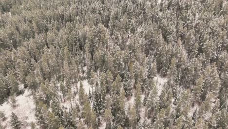 Nevadas-Invernales-Sobre-Coníferas-En-El-Bosque-Nacional-Sawtooth-Mountain-En-Idaho,-EE.UU.