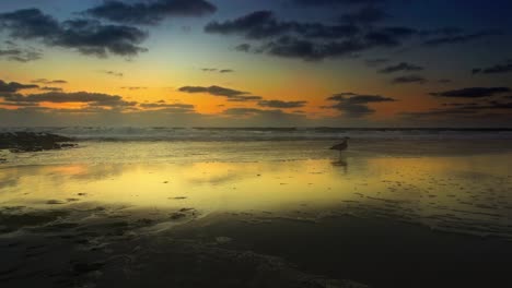 una gaviota camina y recoge algo de la playa de arena al atardecer