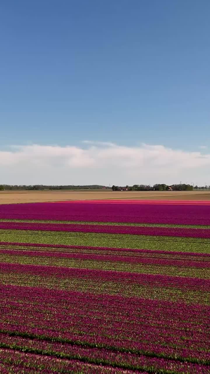 los coloridos campos de tulipanes desde arriba